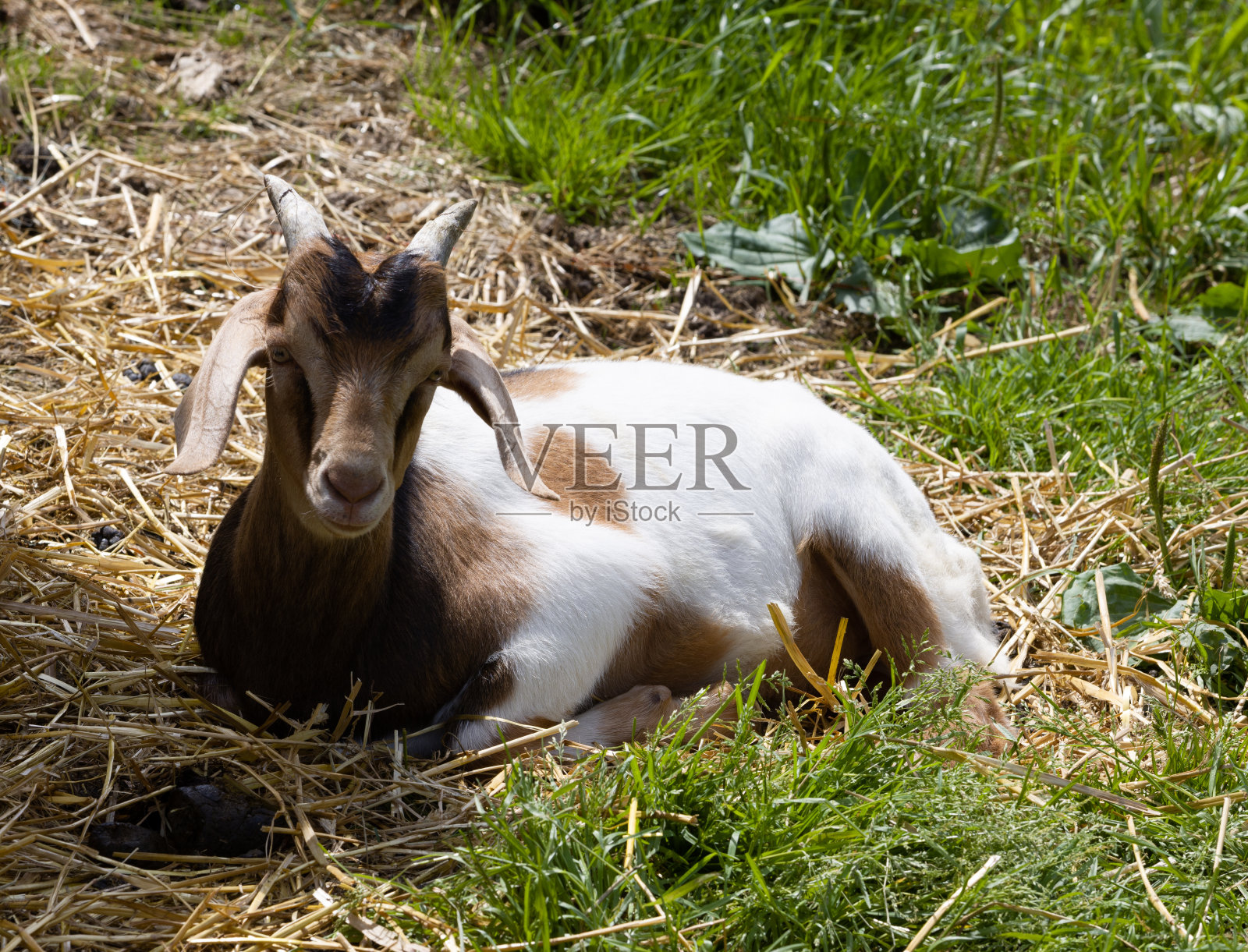 牧场上的一只山羊照片摄影图片