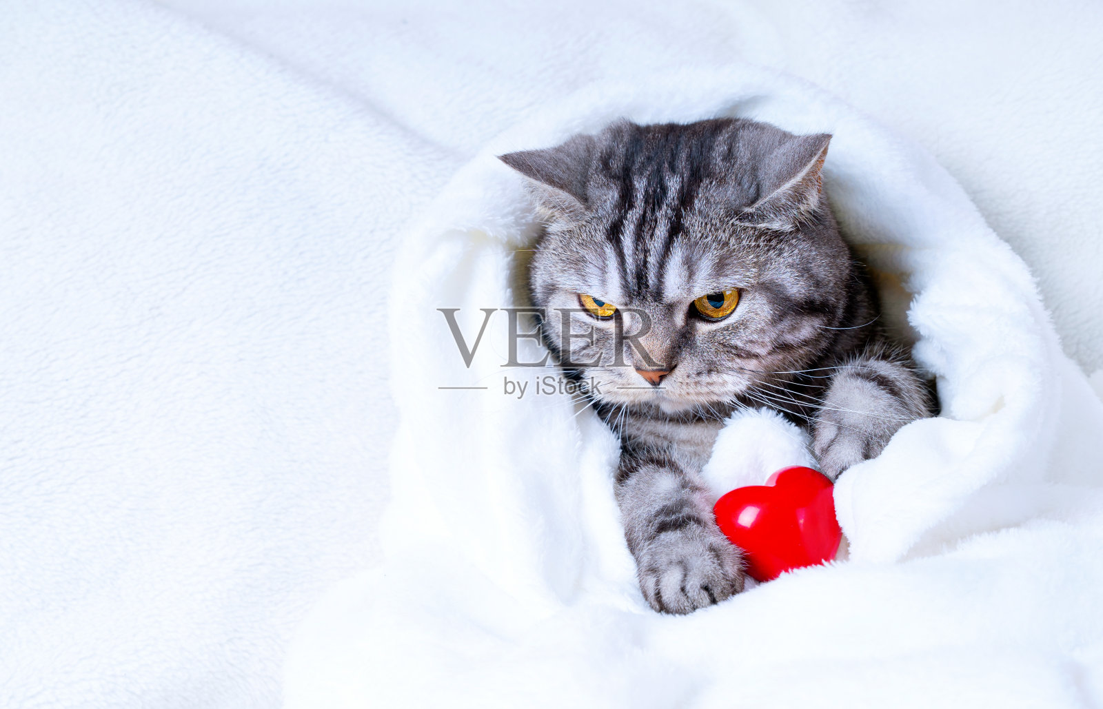 有趣的苏格兰条纹猫,红色心形躺在毯子下。带有复制空间的背景。照片摄影图片