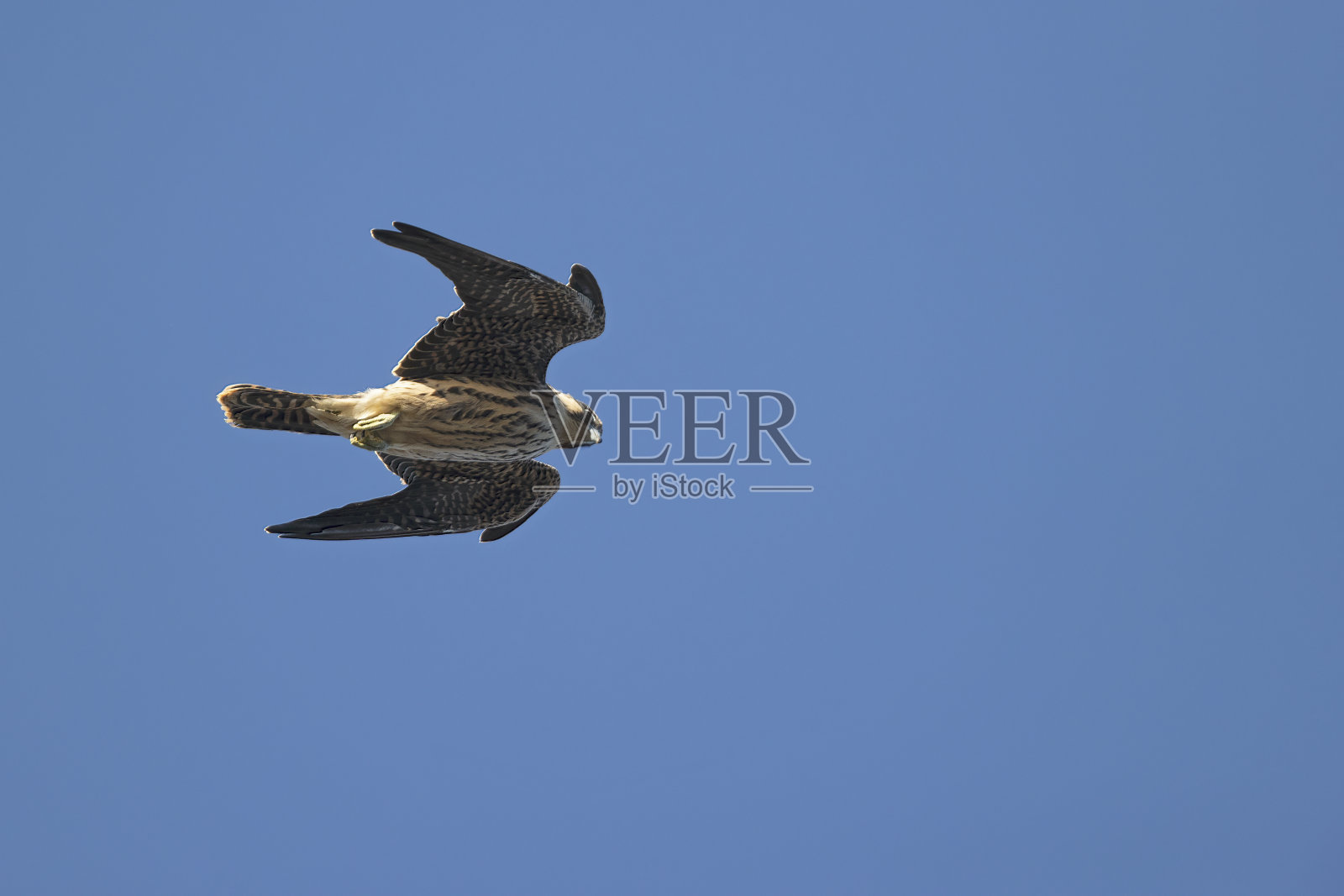 Eleonora的猎鹰(Falco eleonorae)在高速飞行。照片摄影图片