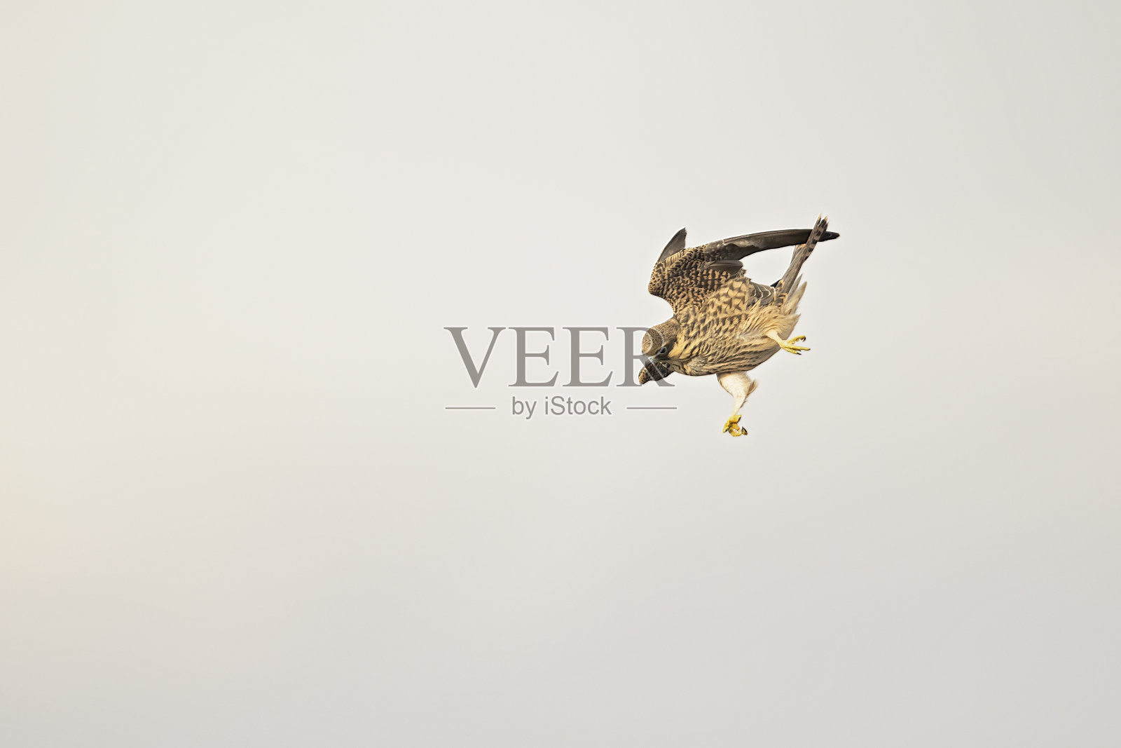 Eleonora的猎鹰(Falco eleonorae)在高速飞行。照片摄影图片