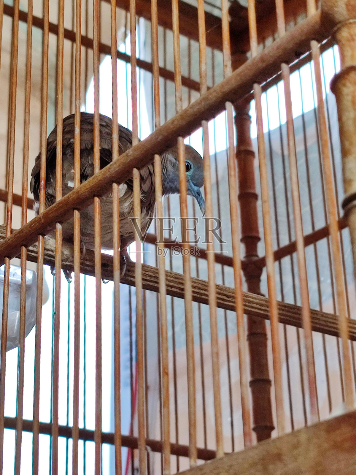 笼中鸟照片摄影图片