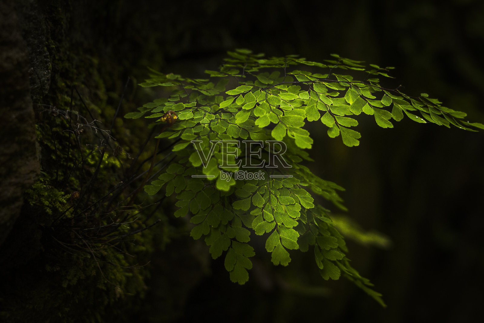 南美洲热带森林照片摄影图片