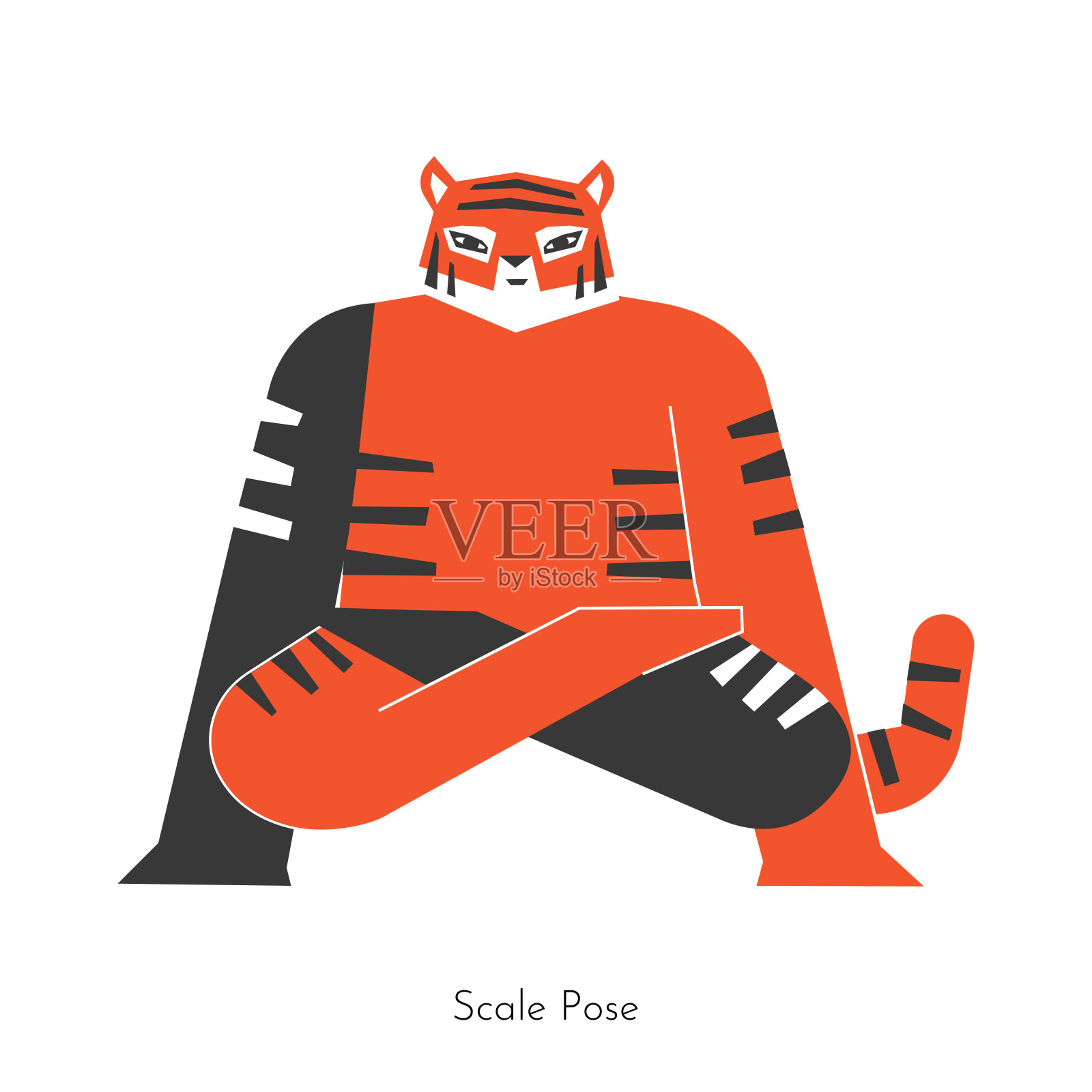 矢量概念与动物卡通人物学习核心瑜伽练习- Tolasana。东北虎做的是比例式。手臂平衡运动的平面插图插画图片素材