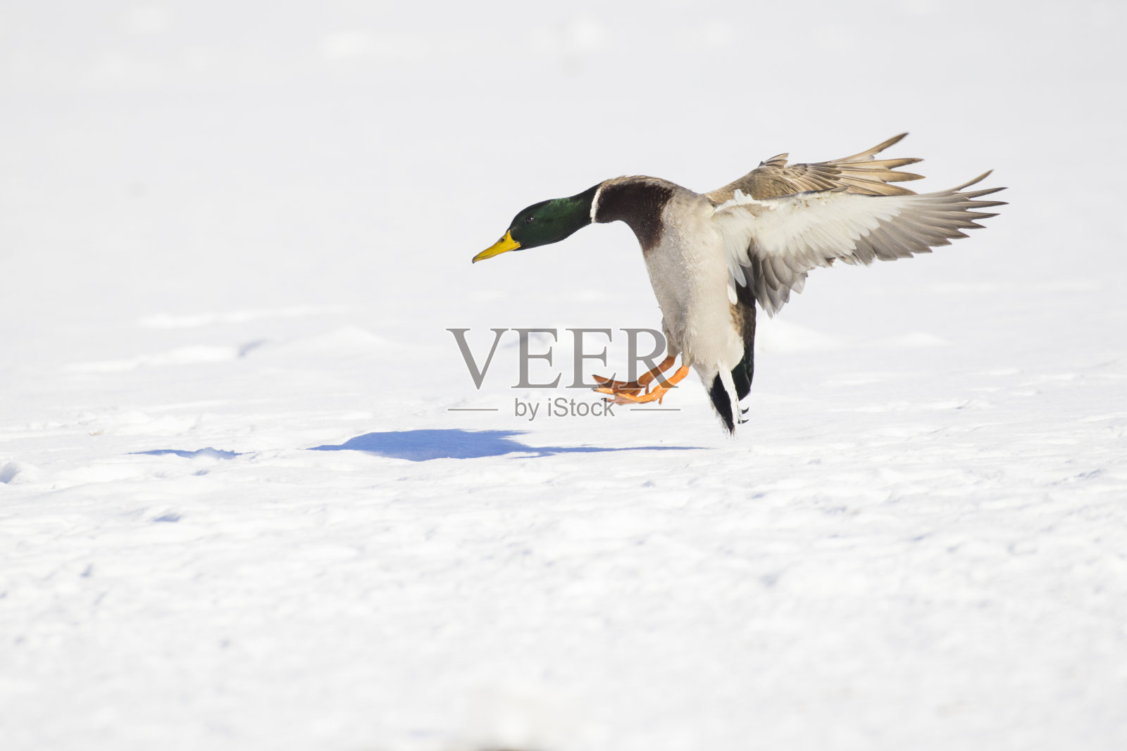 在加拿大冬天飞翔的野鸭照片摄影图片