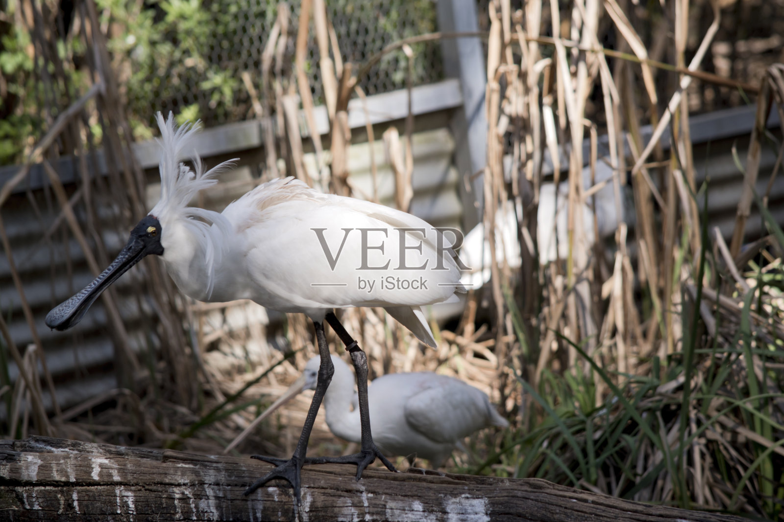 皇家琵鹭展开羽毛吓跑其他鸟类照片摄影图片