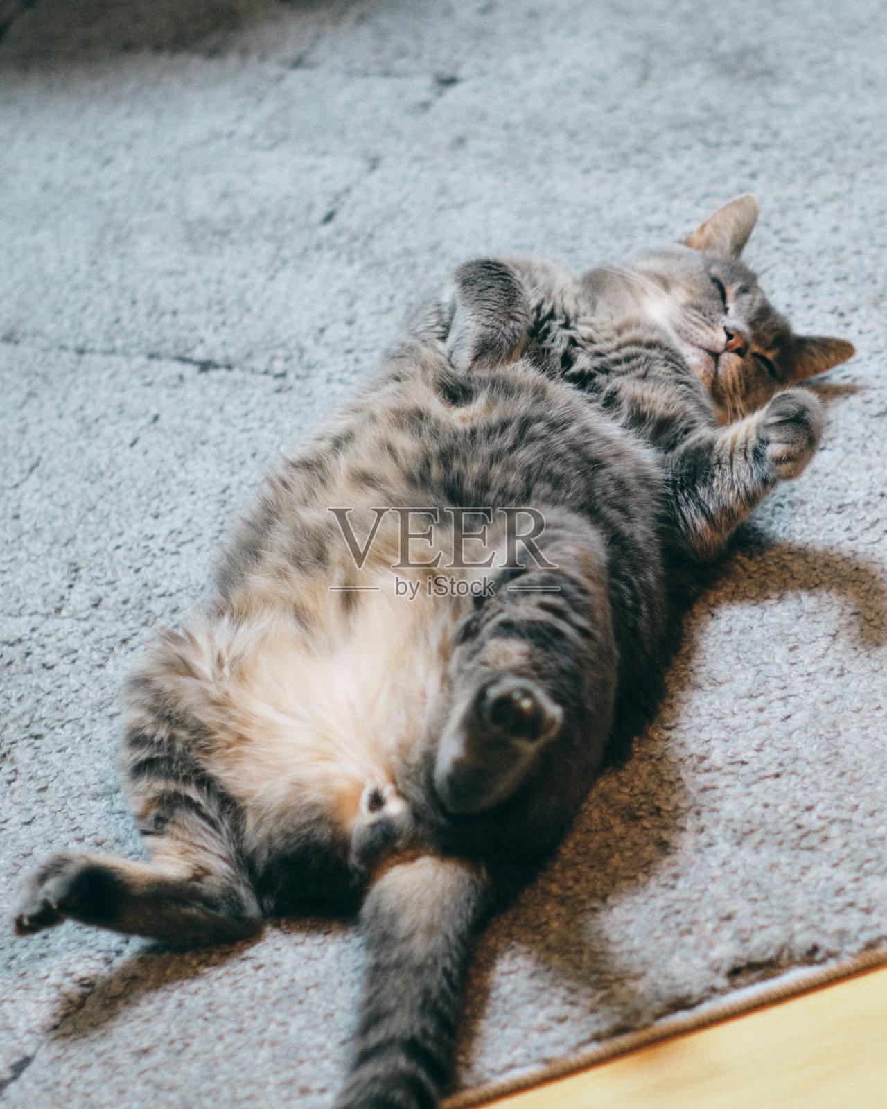 猫照片摄影图片