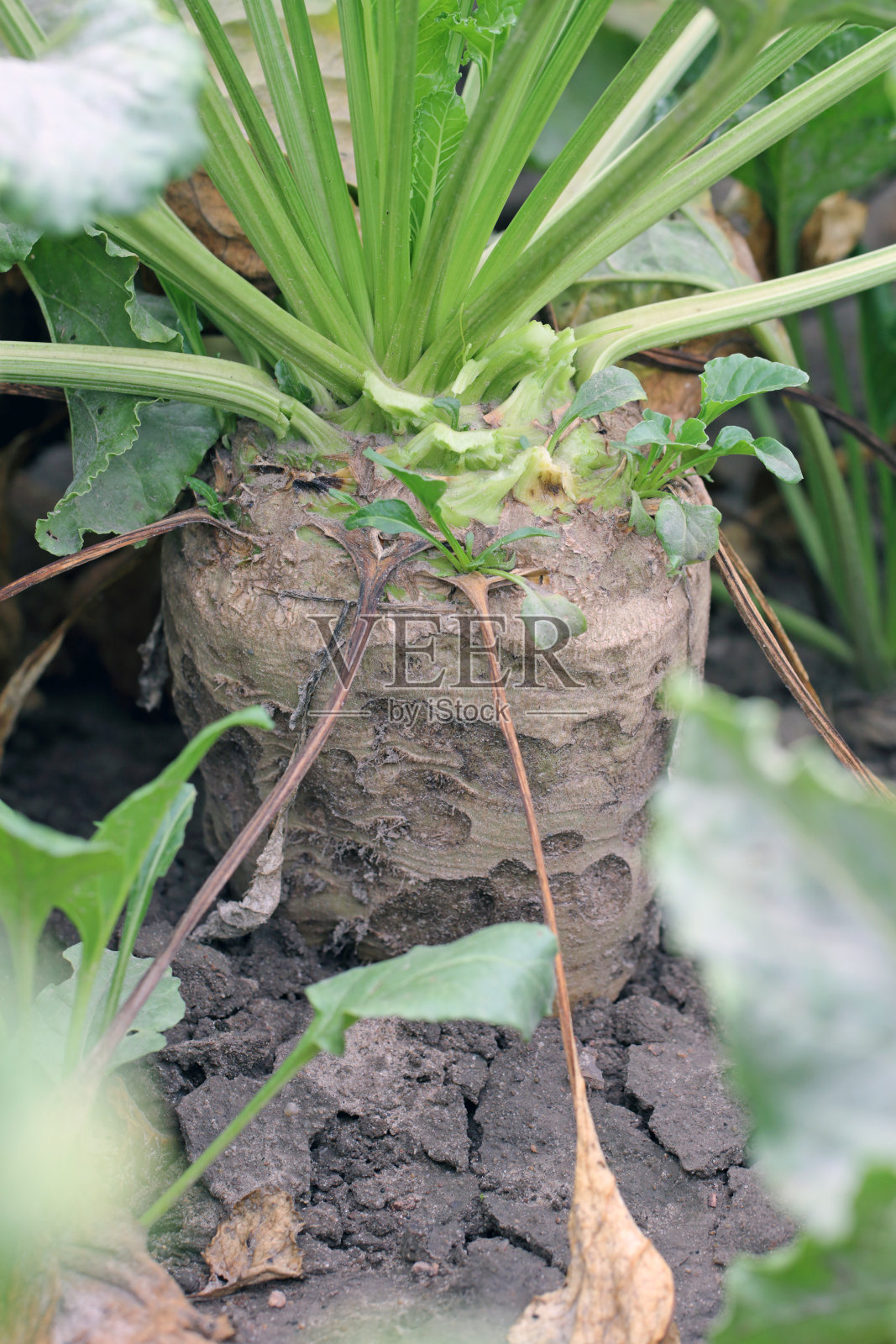 夜蛾科食性毛虫-小飞蛾对甜菜根的破坏。照片摄影图片