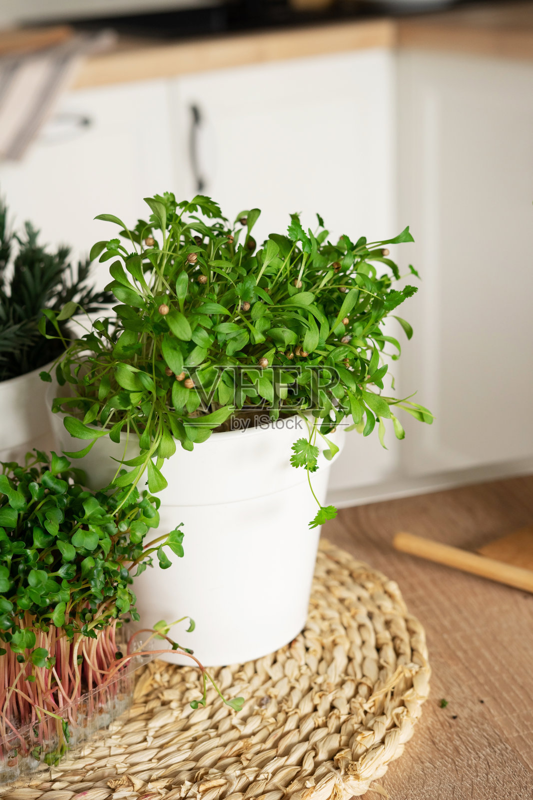 桌上的白锅里放着香菜。烹饪用的有机配料。厨房里的迷你家庭花园。照片摄影图片