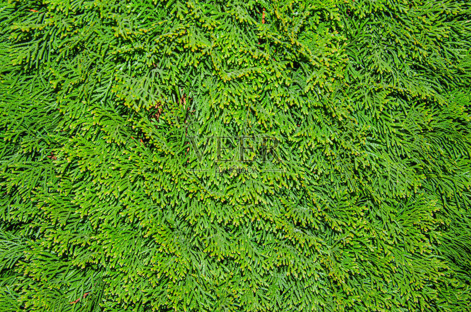 杜松树自然纹理背景。常绿针叶刺柏,绿色枝条合拢。照片摄影图片