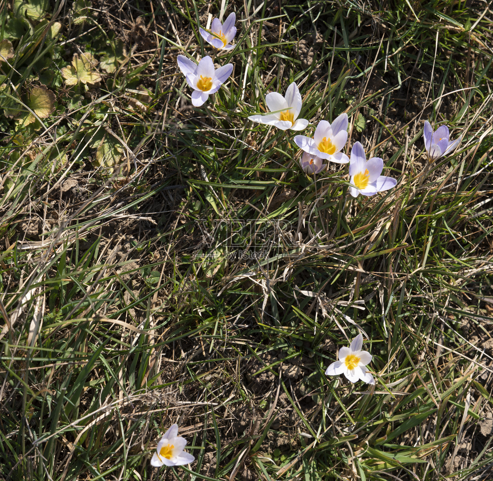 野生银色藏红花草地花照片摄影图片