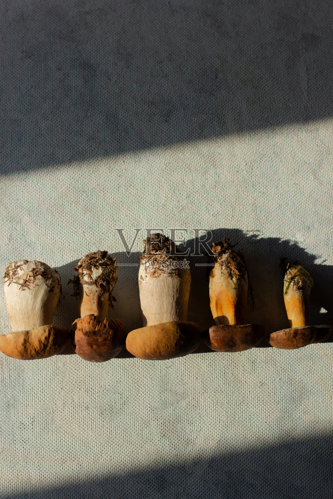 牛肝菌。白色蘑菇靠近。大蘑菇照片摄影图片