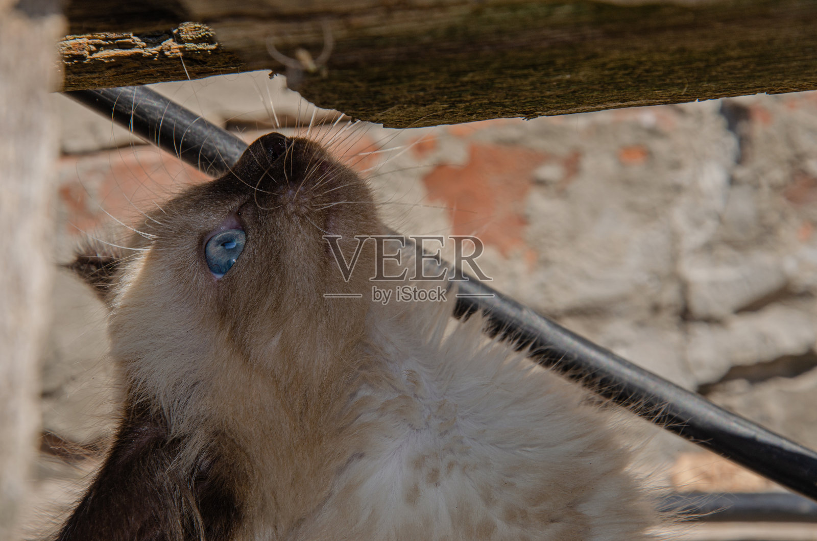 可爱的小灰猫在户外玩耍。灰色小猫的肖像与黑色的爪子。儿童的动物主题照片摄影图片