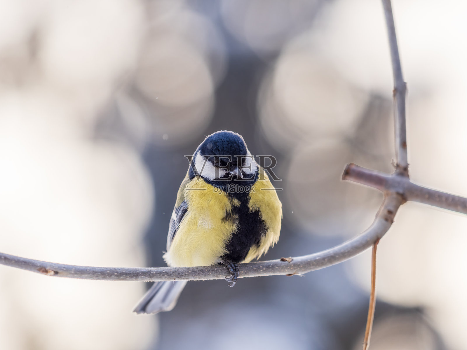 可爱的鸟大山雀,鸣鸟,在秋冬无叶的树枝上栖息。照片摄影图片