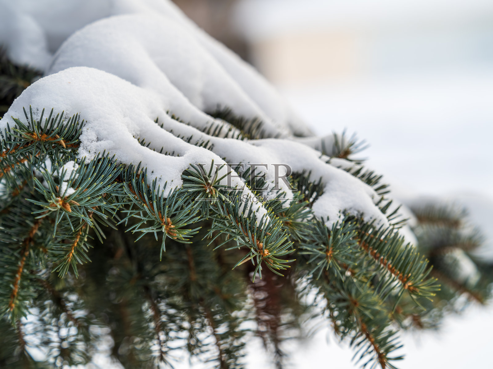 冬天的冷杉树枝上覆盖着皑皑白雪照片摄影图片
