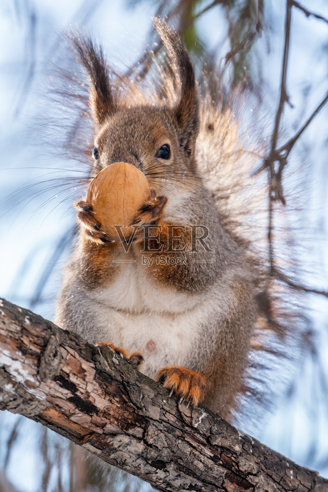 在冬天或深秋,带着坚果的松鼠会坐在树上。照片摄影图片