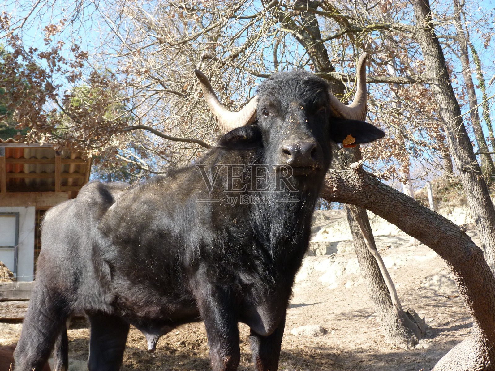 黑色水牛照片摄影图片