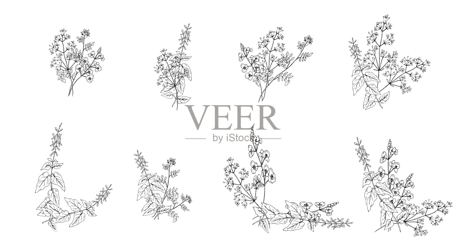 野花。画线。矢量插图。设计元素图片