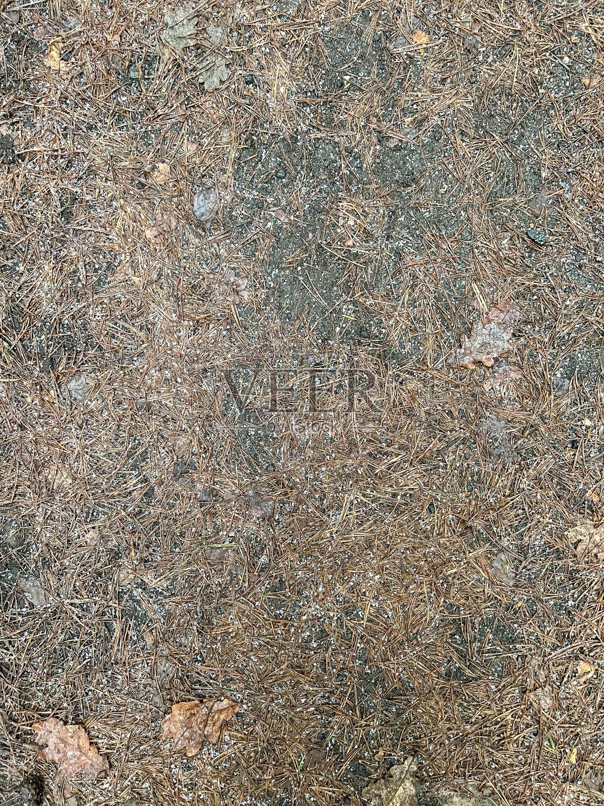 冰冻的土壤上有冷杉的针叶。照片摄影图片