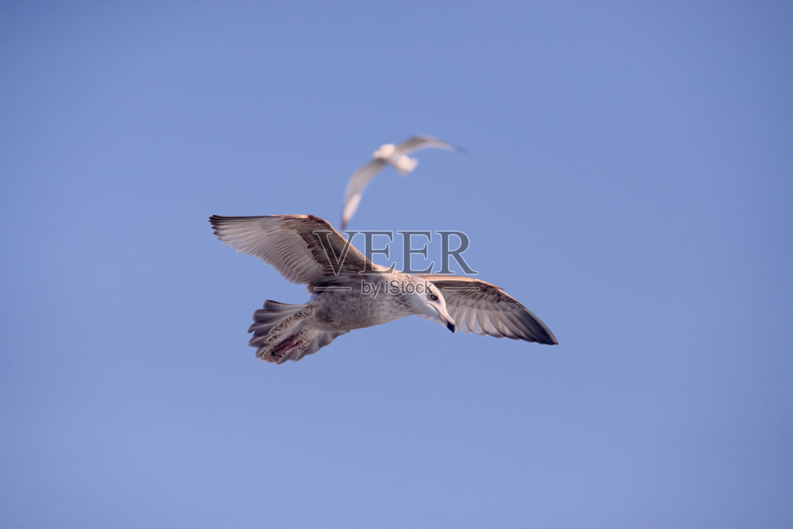 银鸥跟踪照片摄影图片