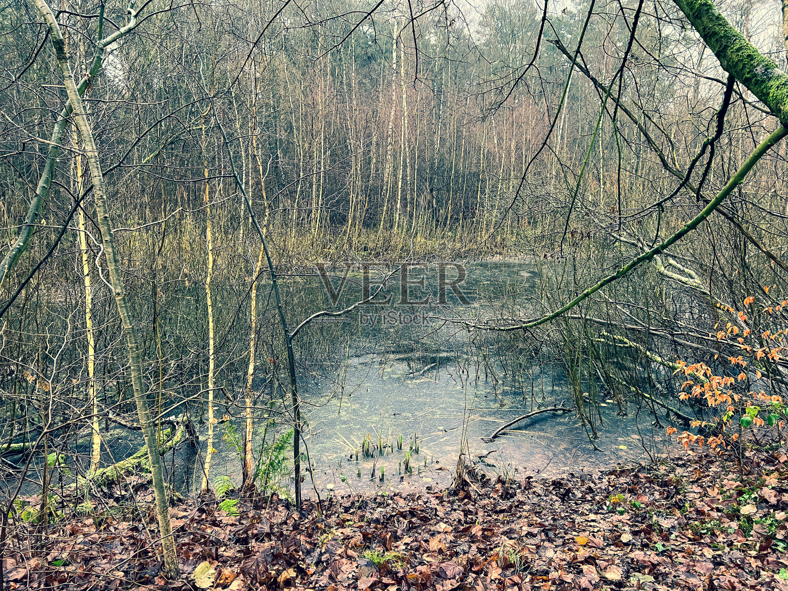 冬季森林中微微结冰的湖面。照片摄影图片