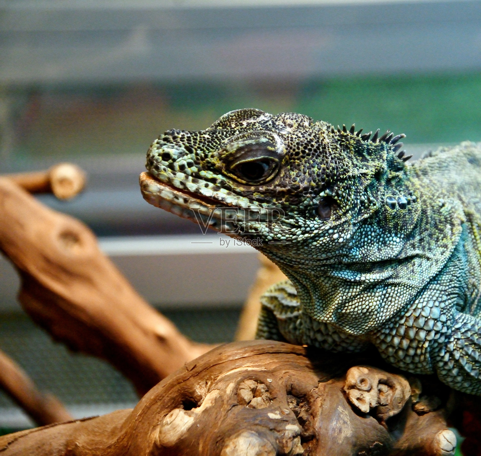帆蜥蜴(拉丁语。水龙)是天龙科蜥蜴的一个属照片摄影图片