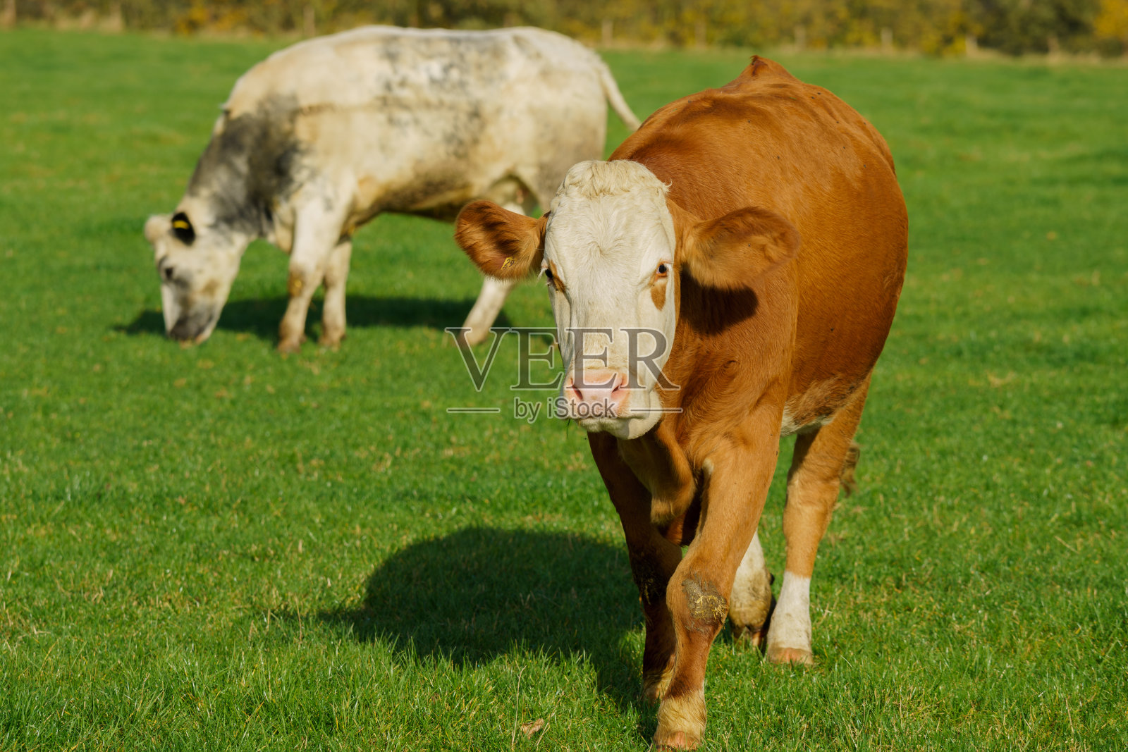 绿草牧场上的牛群。奶牛照片摄影图片