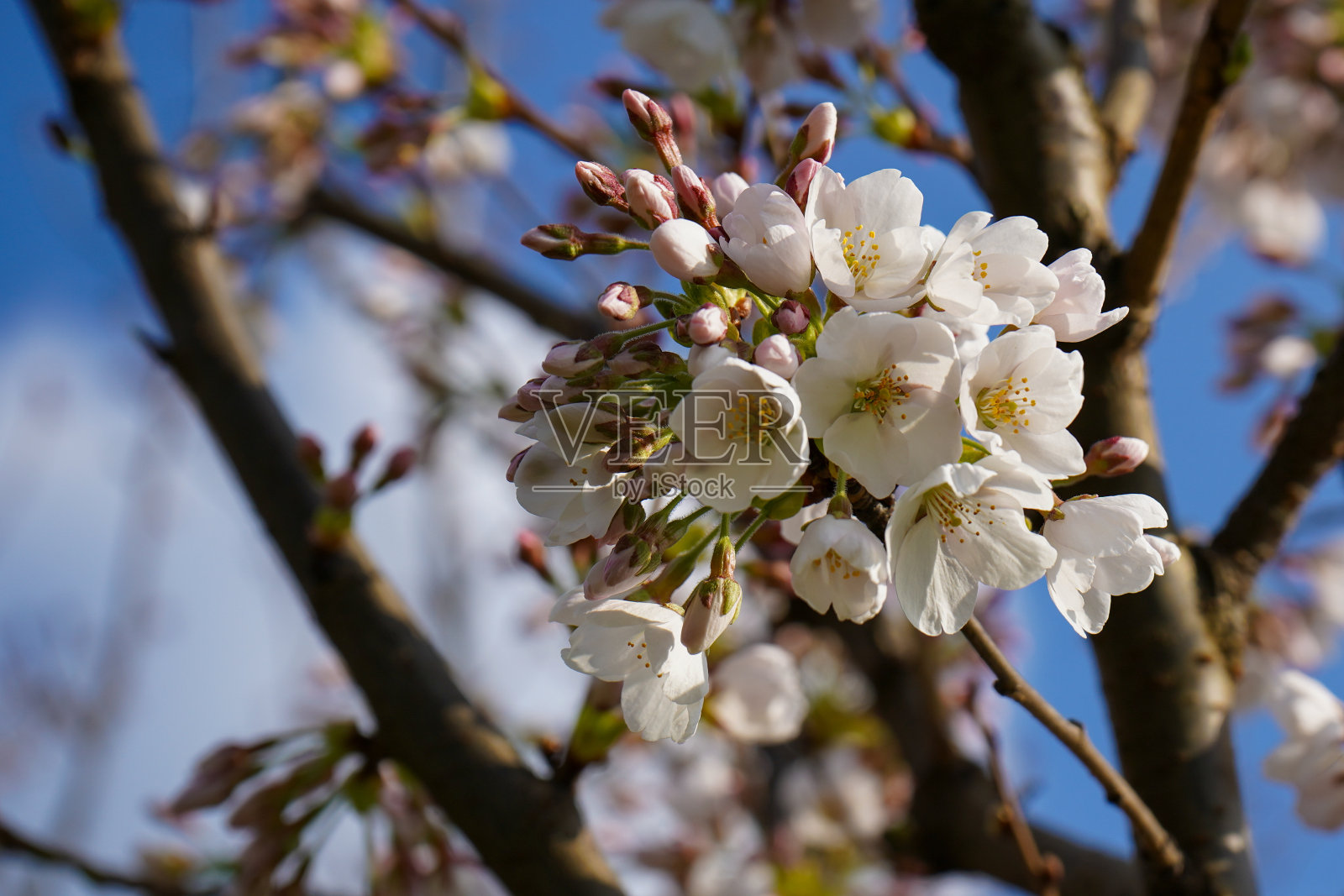 春天果树开出的白色花朵照片摄影图片