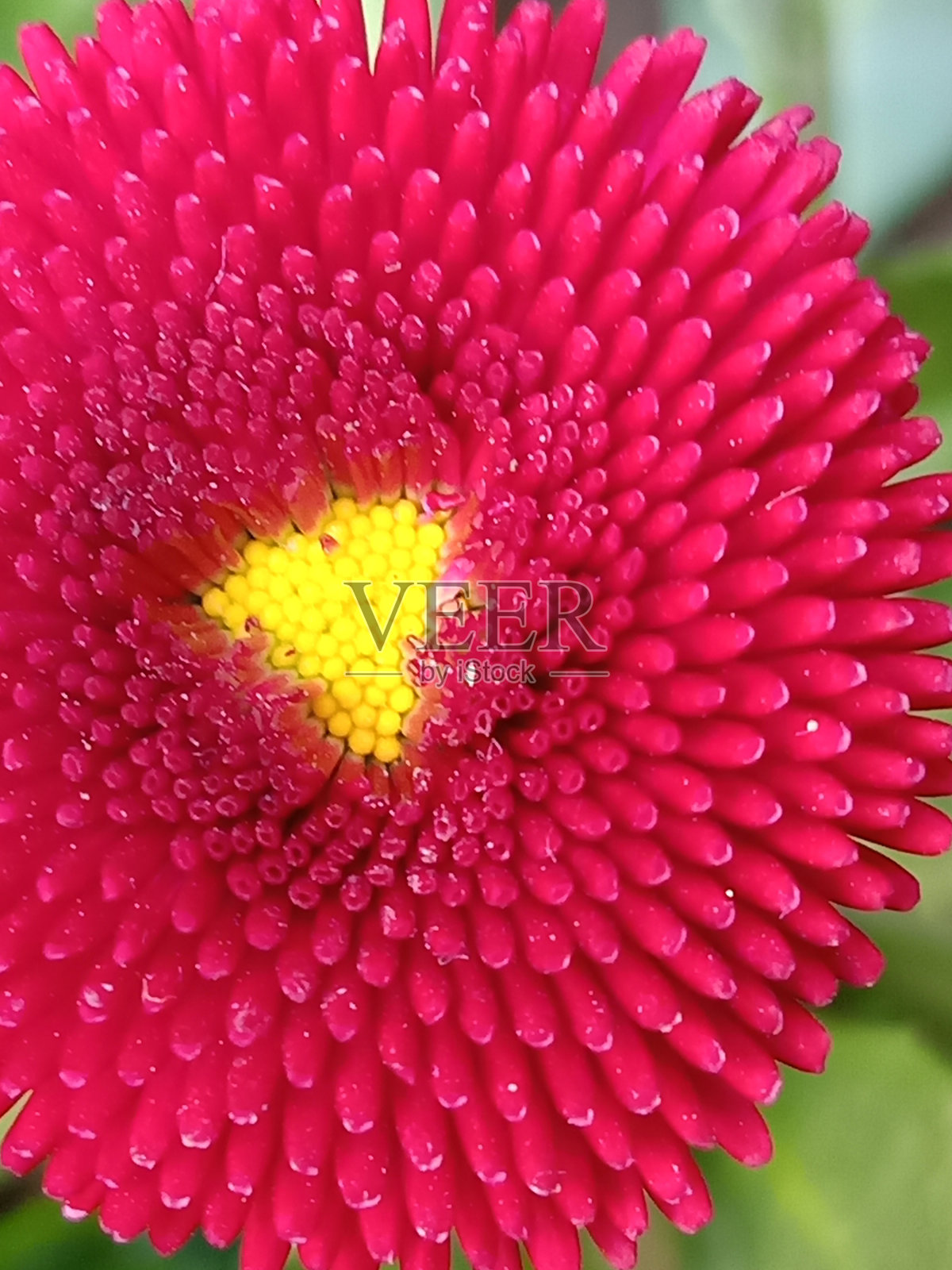 粉红色英国雏菊(百里菊),纯粉红色雏菊百里菊,园艺照片摄影图片