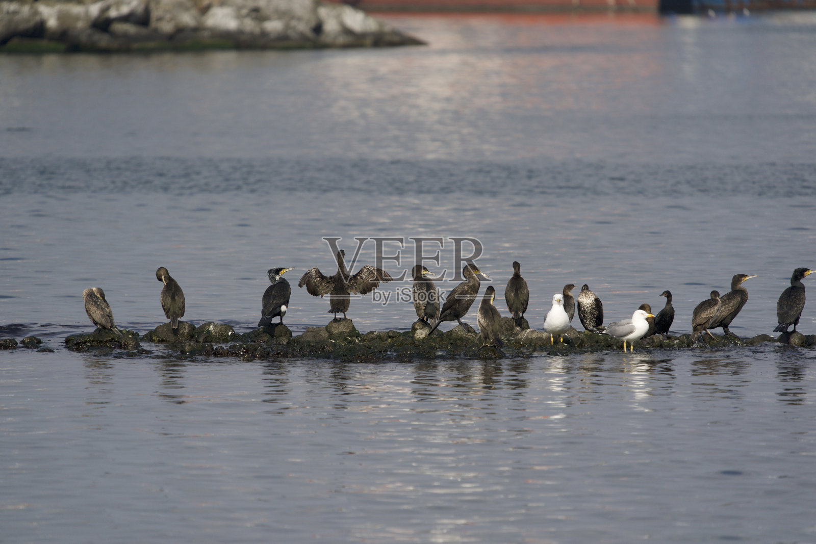 侏儒鸬鹚照片摄影图片