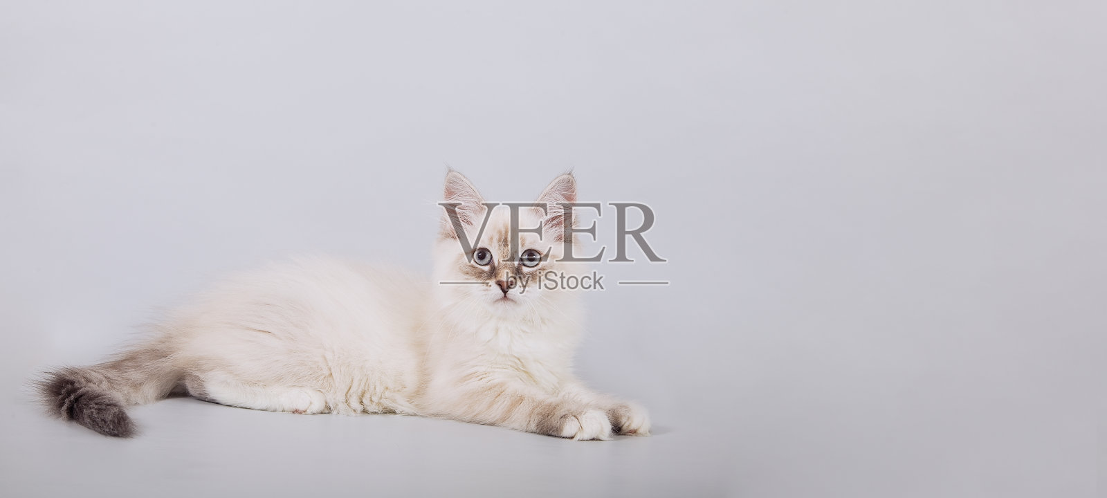 西伯利亚小猫在灰色的背景照片摄影图片