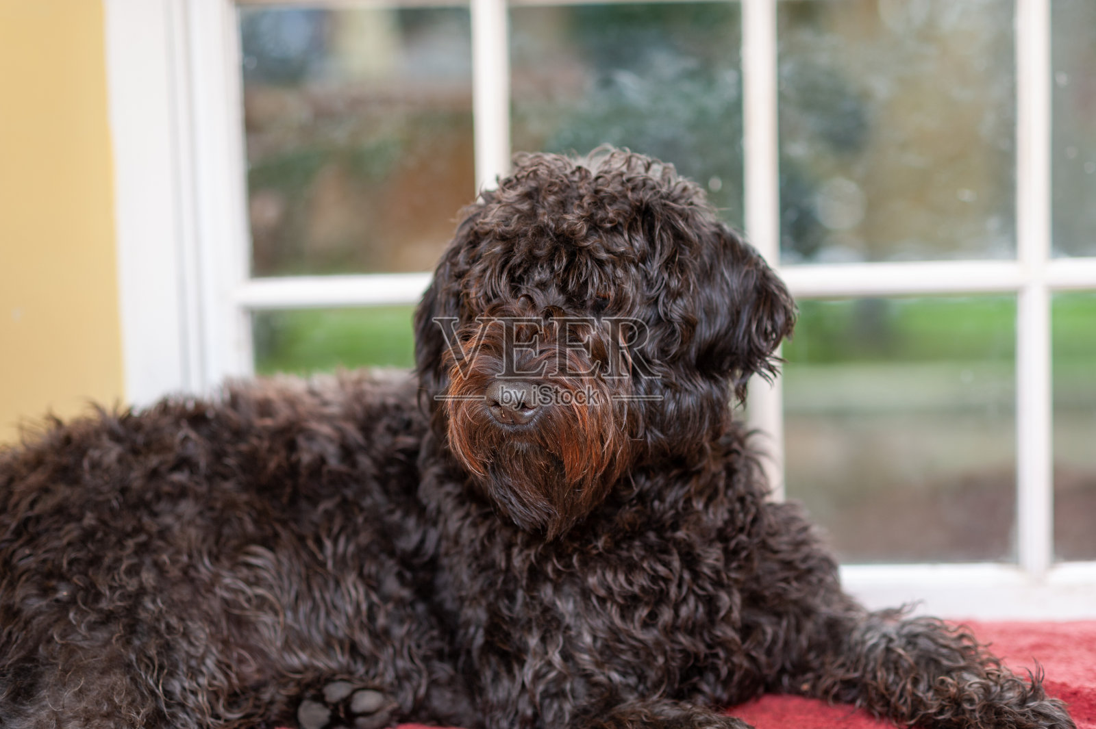 毛绒绒的黑棕色拉布拉多犬站在窗前照片摄影图片