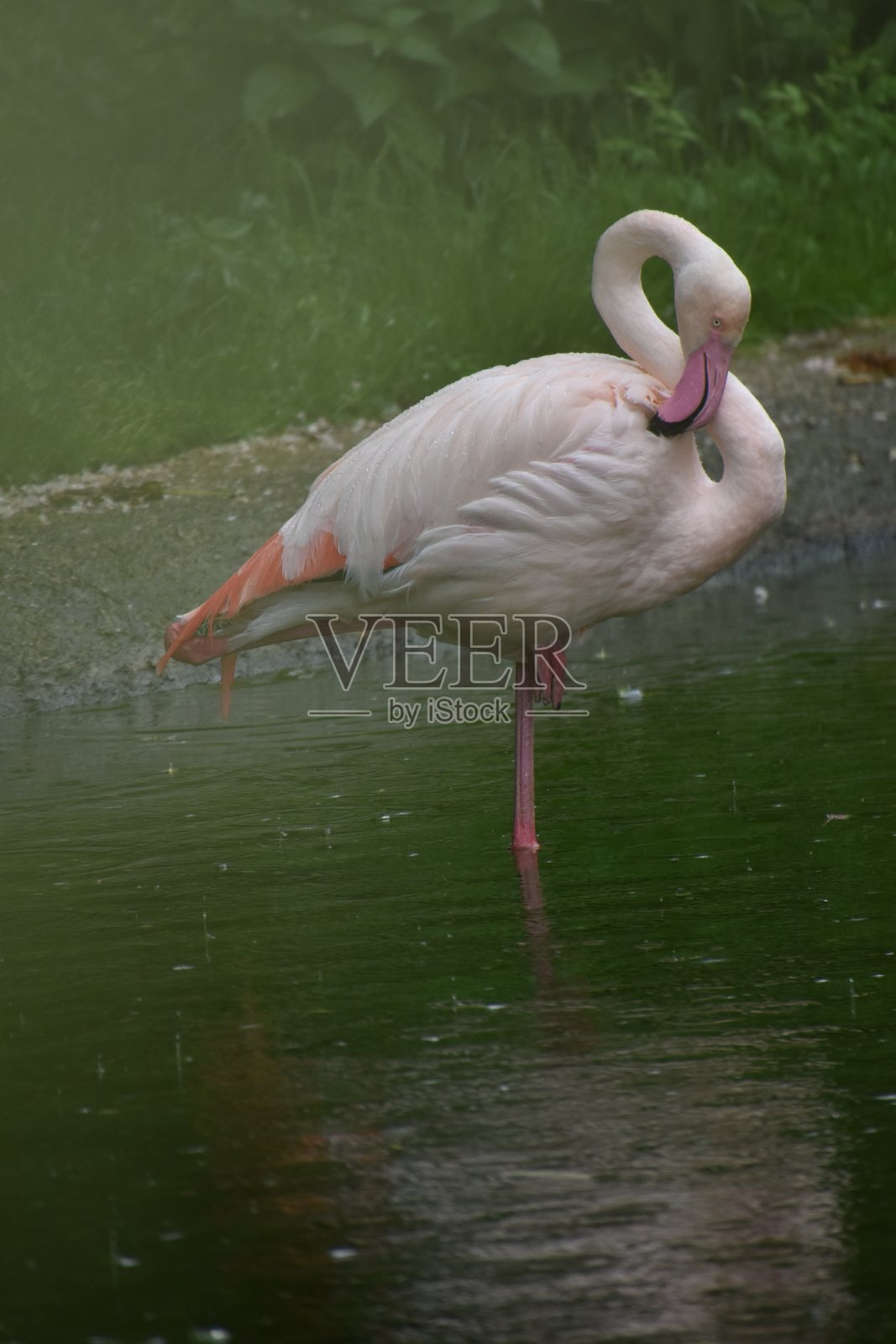粉红色的火烈鸟站在浅水里照片摄影图片