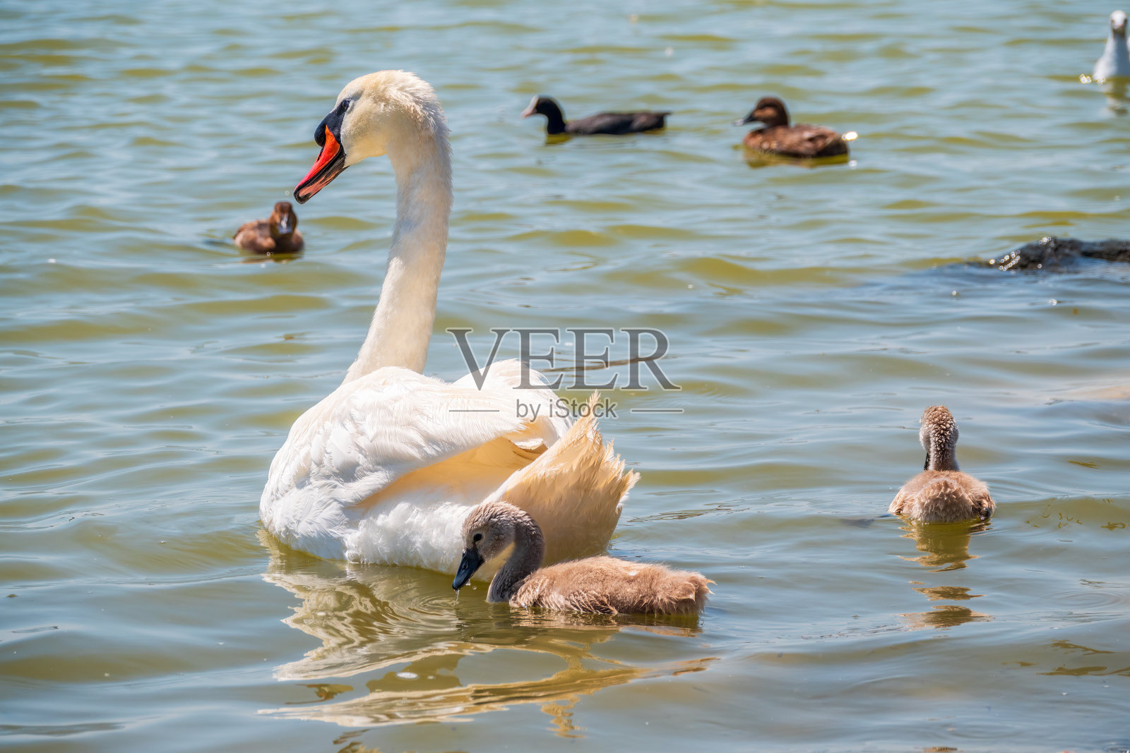 一只雌性疣鼻天鹅,色天鹅,和它的新生小天鹅在湖中游泳。疣天鹅保护它的小后代。灰色,毛茸茸的新生小天鹅。照片摄影图片