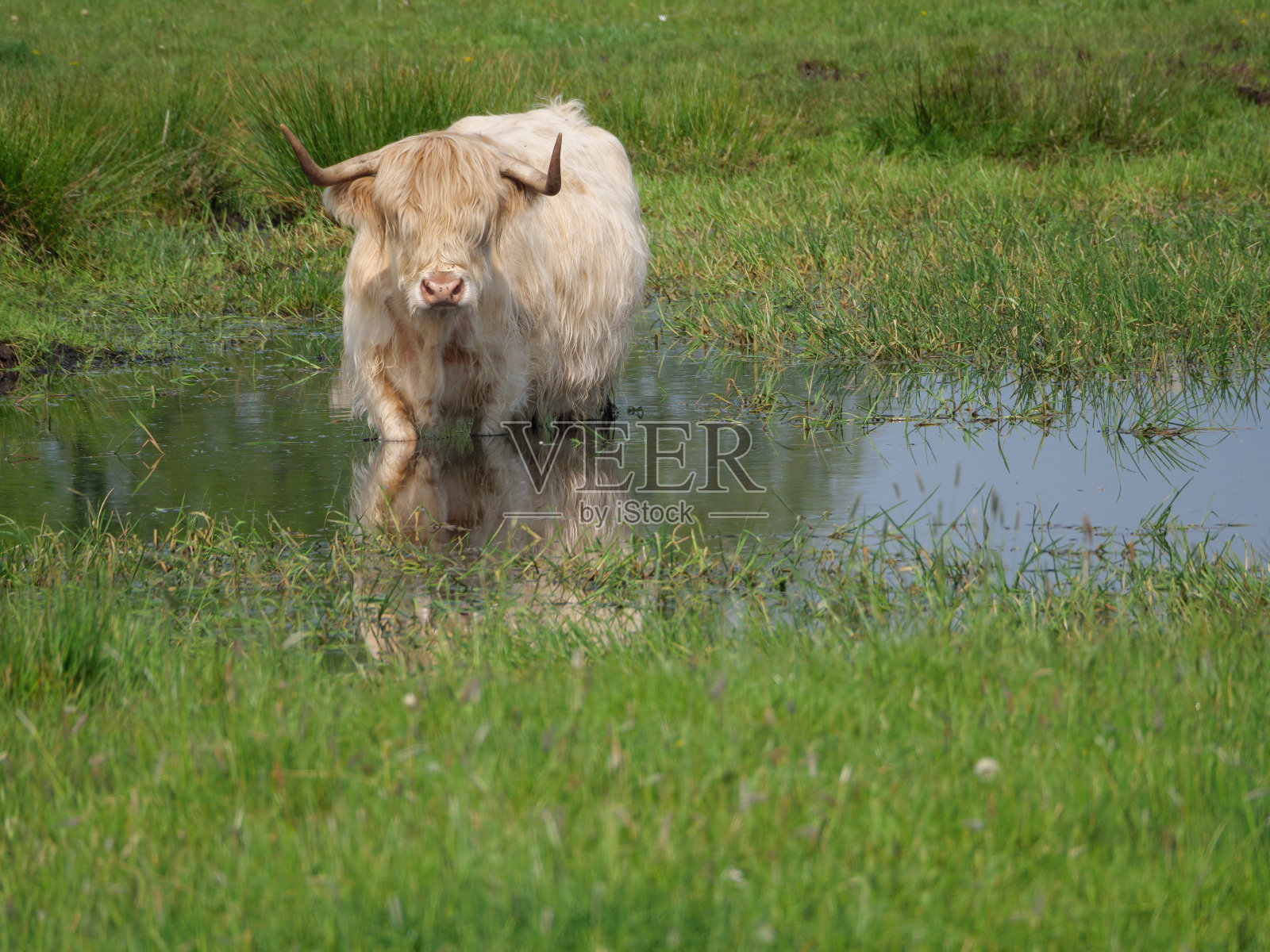 德国门斯特兰草地上的牛群照片摄影图片