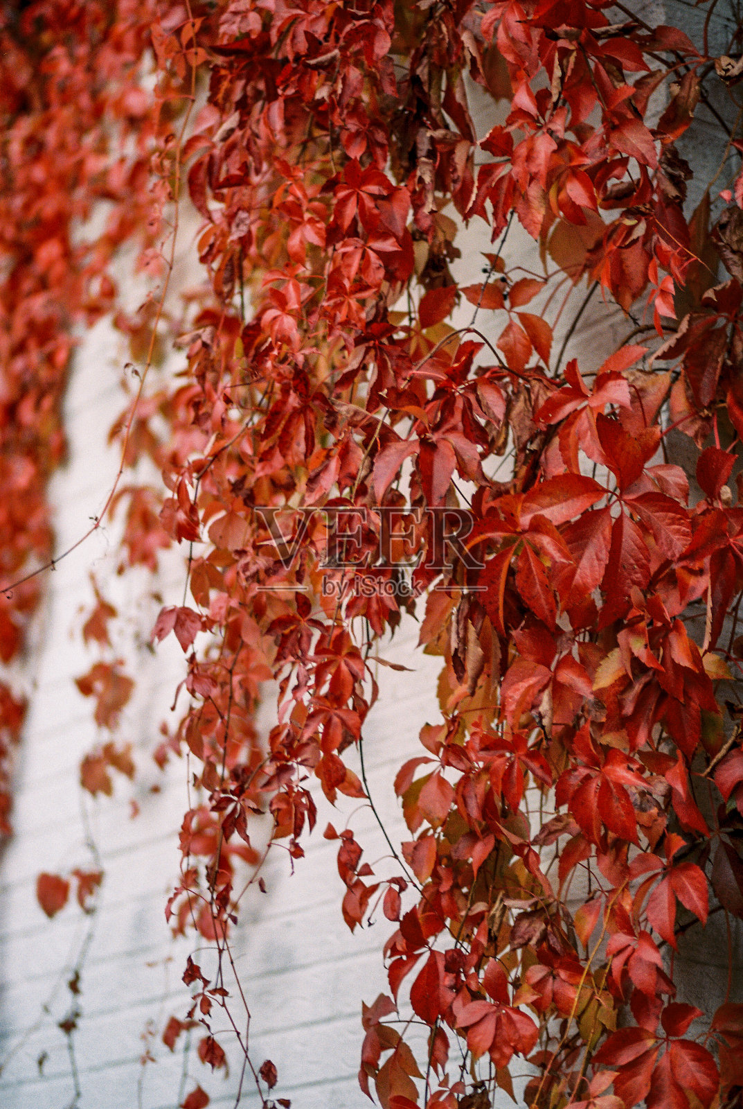 红叶在藤上白砖房照片摄影图片