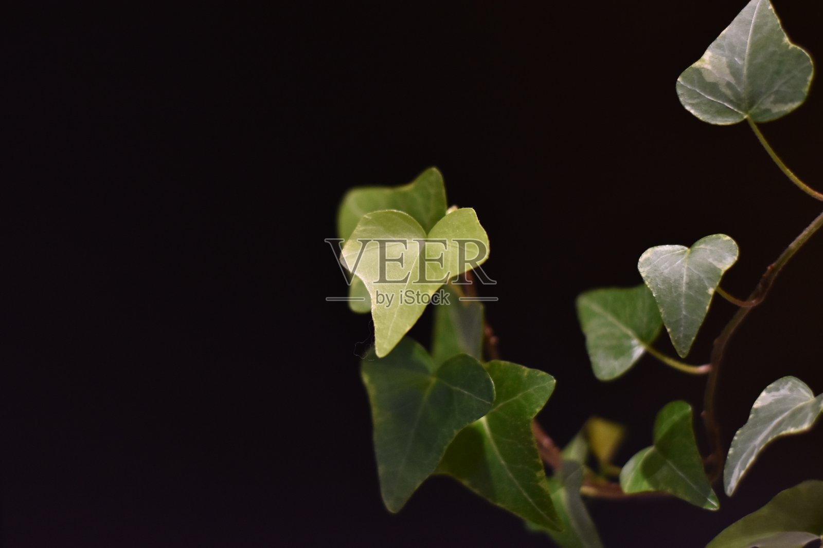 绿色室内植物在黑色的背景照片摄影图片