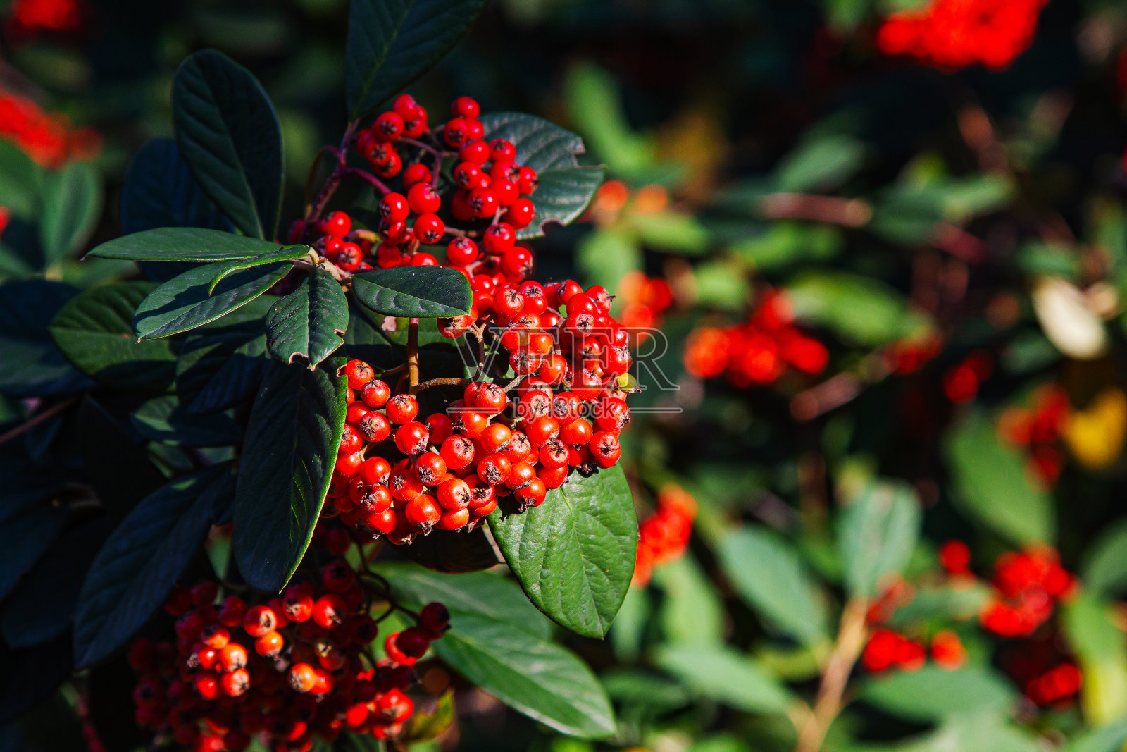 红色的浆果一串串挂在树枝上。照片摄影图片