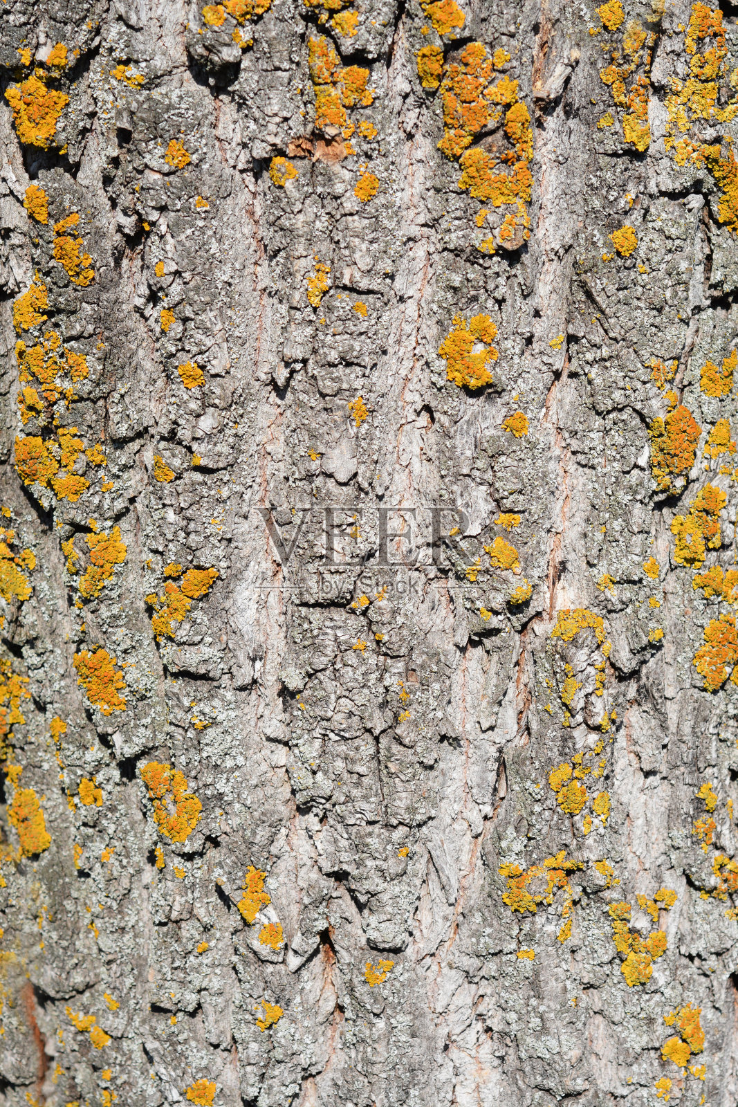 龙爪子柳树照片摄影图片