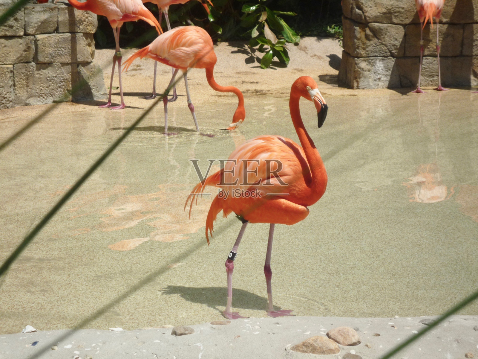 火烈鸟照片摄影图片