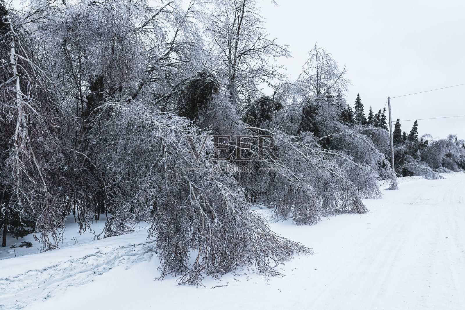 冰覆盖的分支照片摄影图片