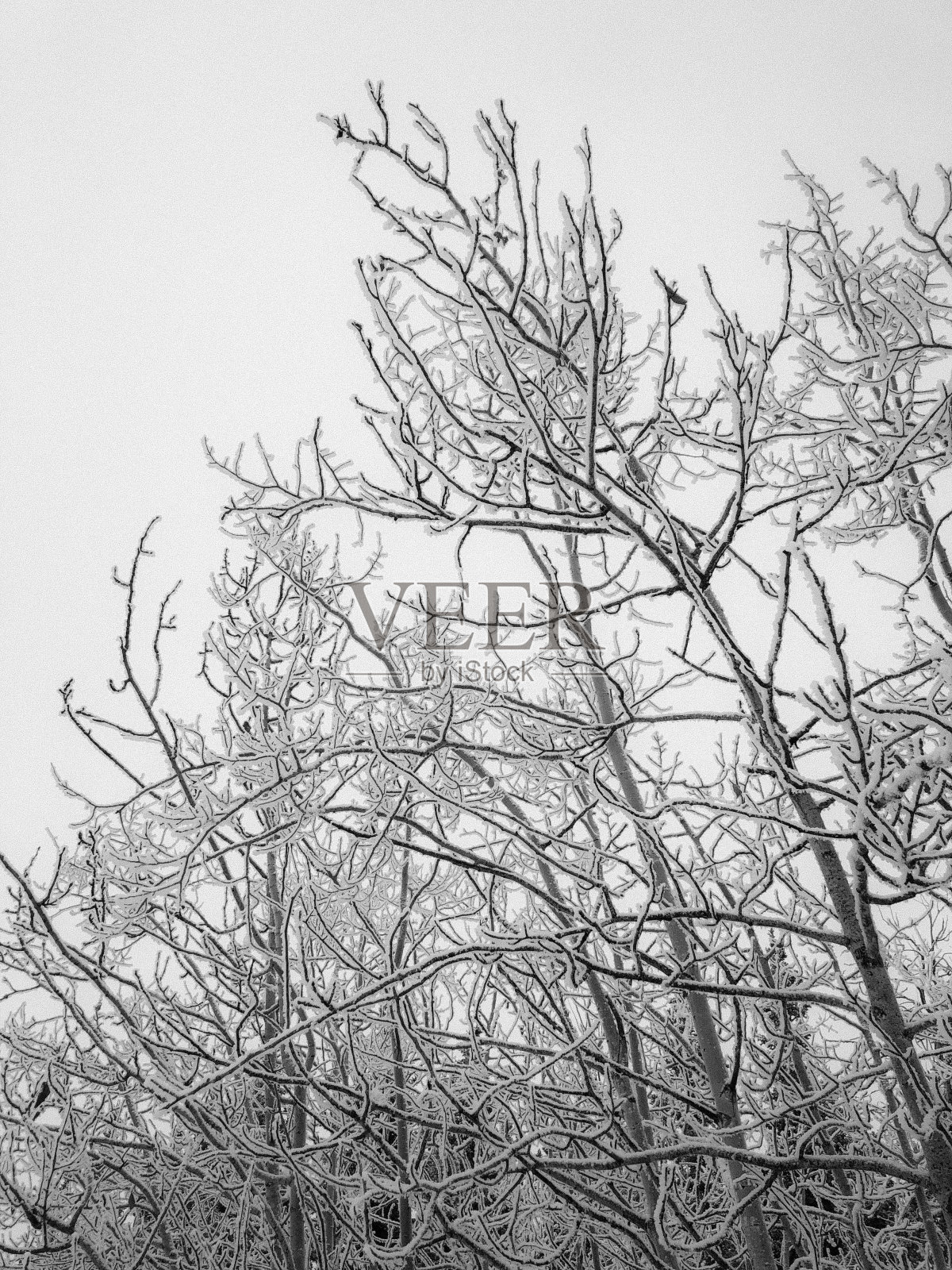 树枝上霜照片摄影图片