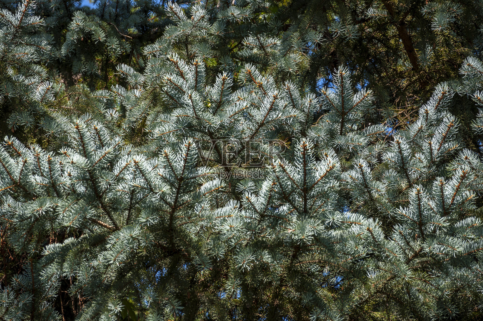 一种云杉枝,带有蓝色的冷杉针叶。夏天照片摄影图片