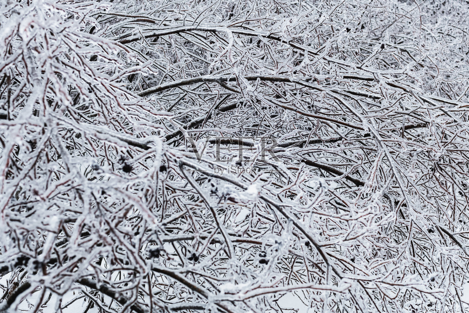 冰覆盖的分支照片摄影图片