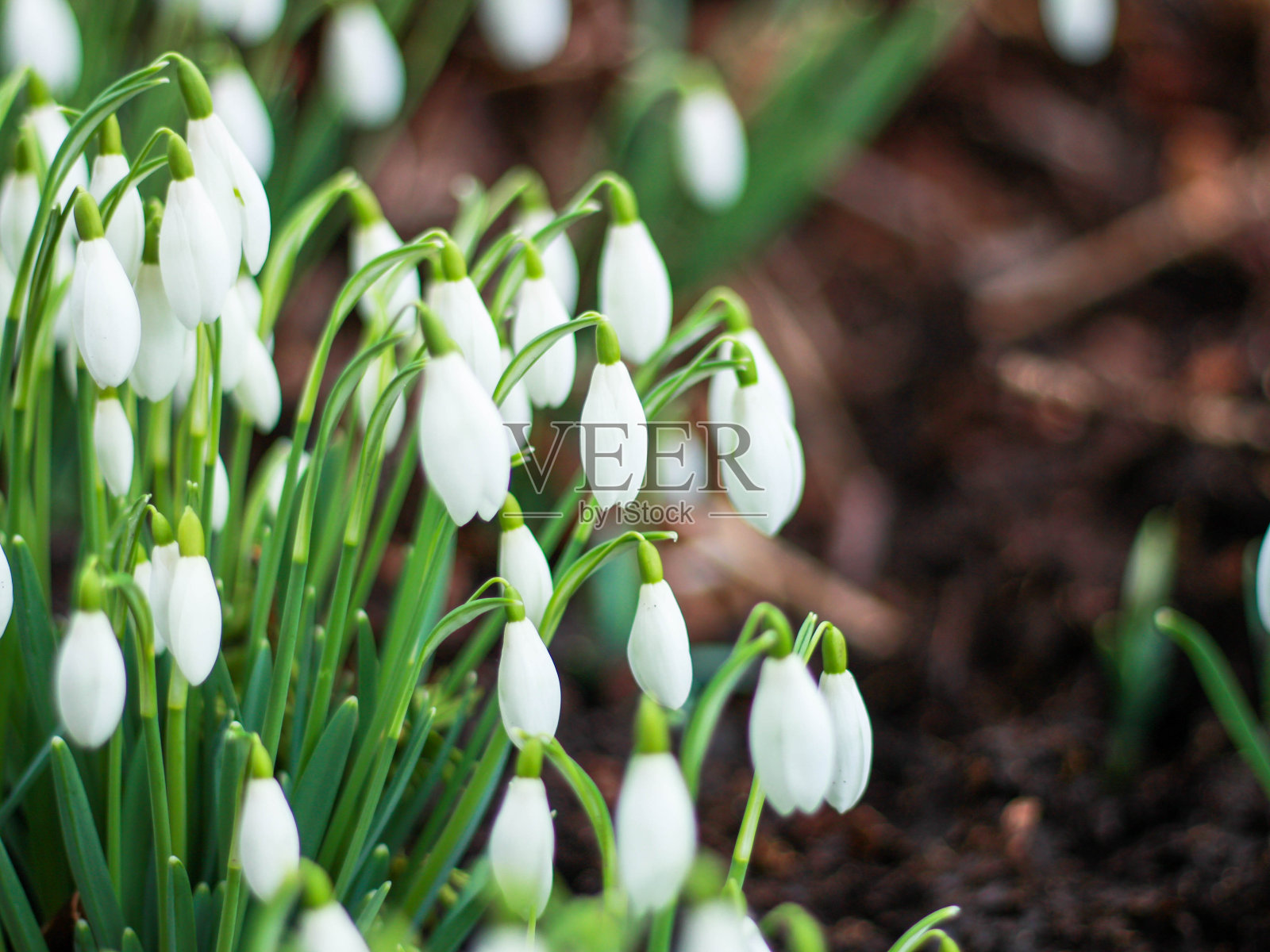 春天雪花花盛开照片摄影图片