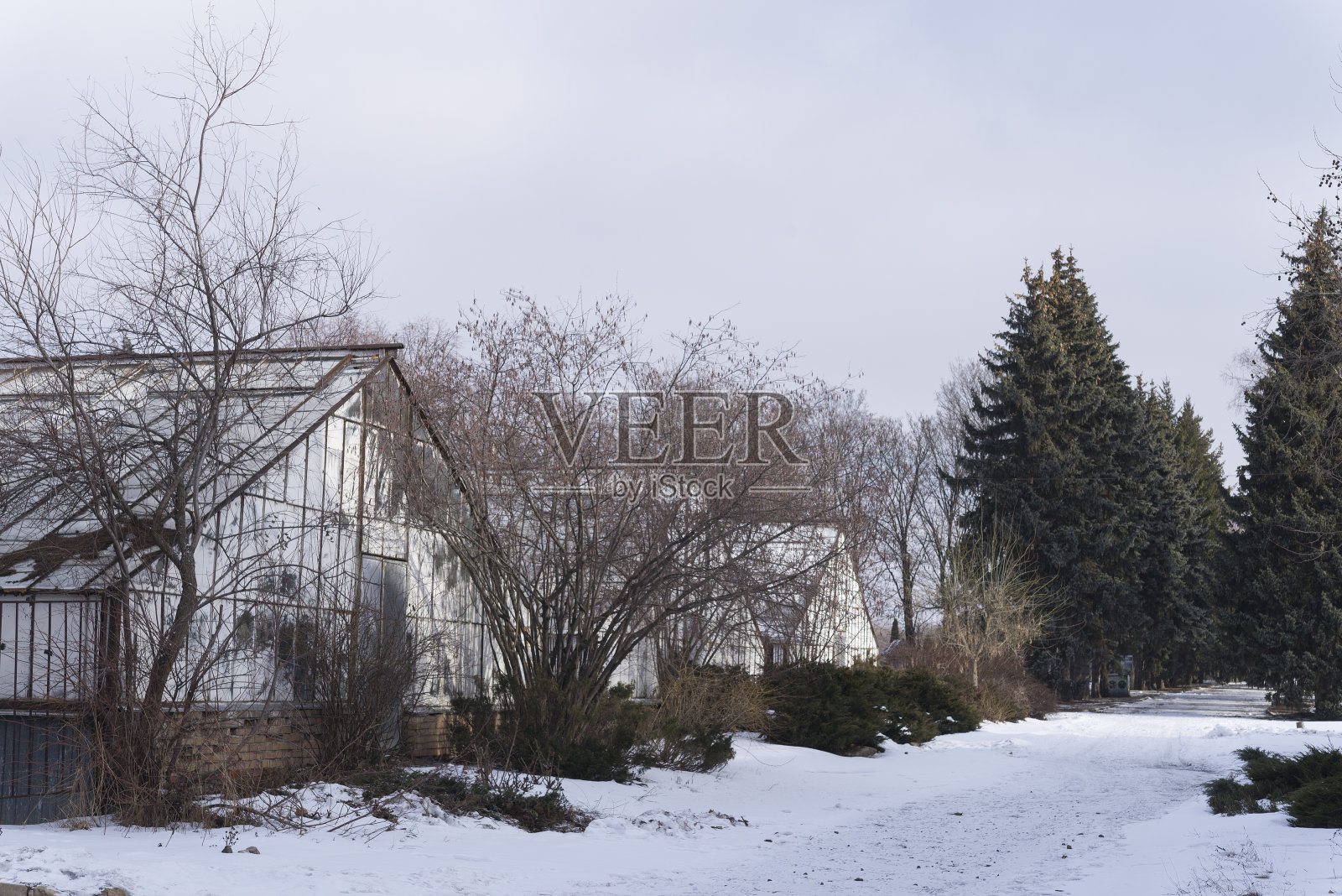 在下雪的冬天花园里的温室照片摄影图片
