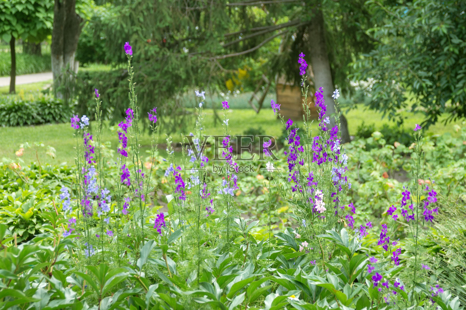 公园花坛里的飞燕草、东方飞燕草的紫色野花。杂草。照片摄影图片