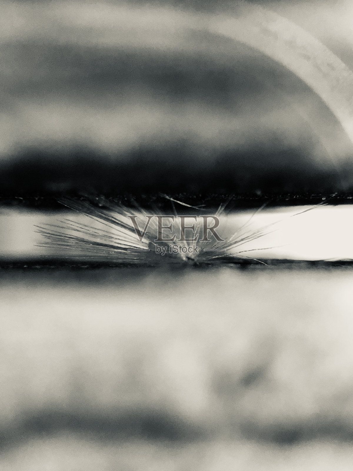 湿蒲公英特写镜头照片摄影图片