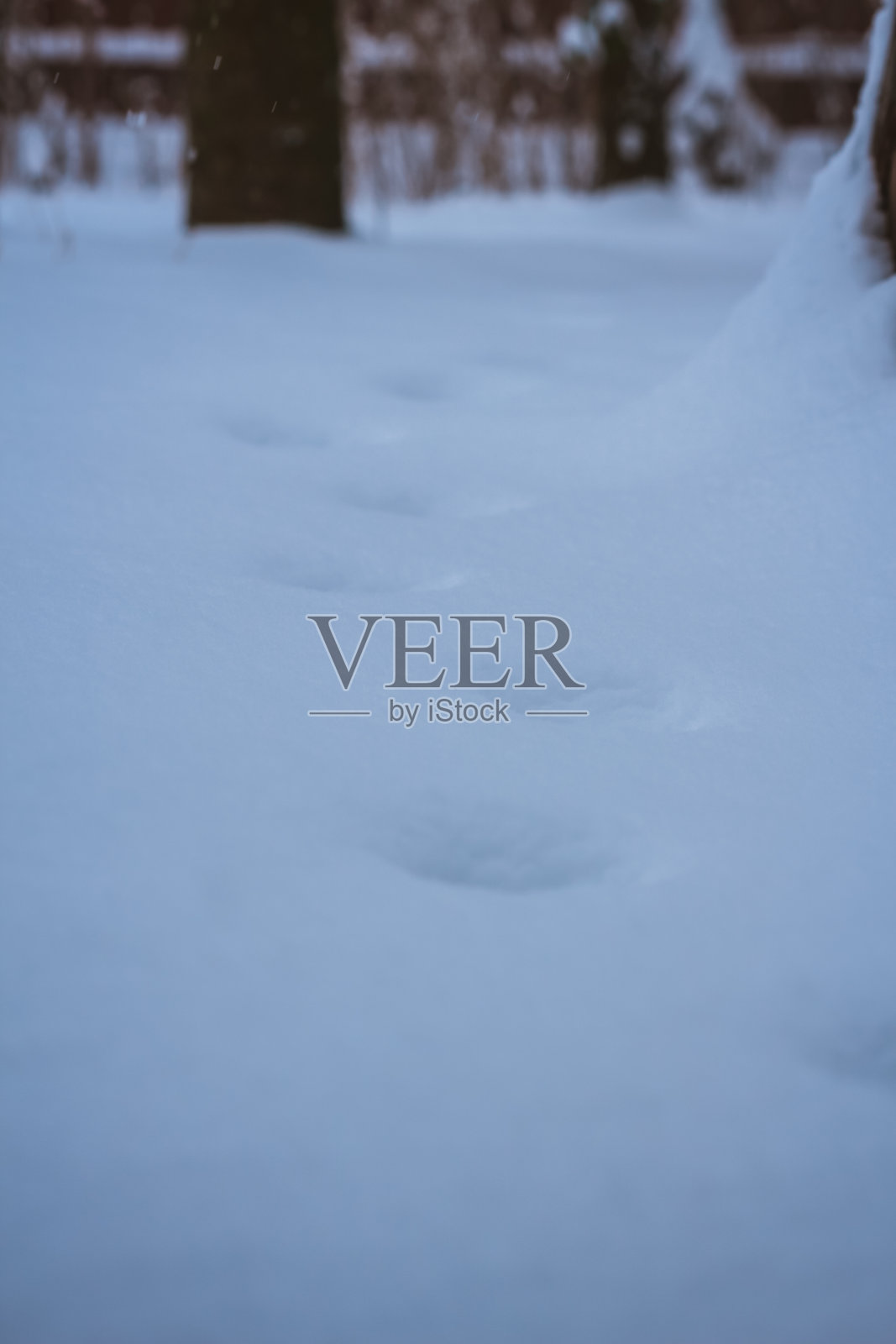 冬季大雪过后,雪地上的动物痕迹照片摄影图片
