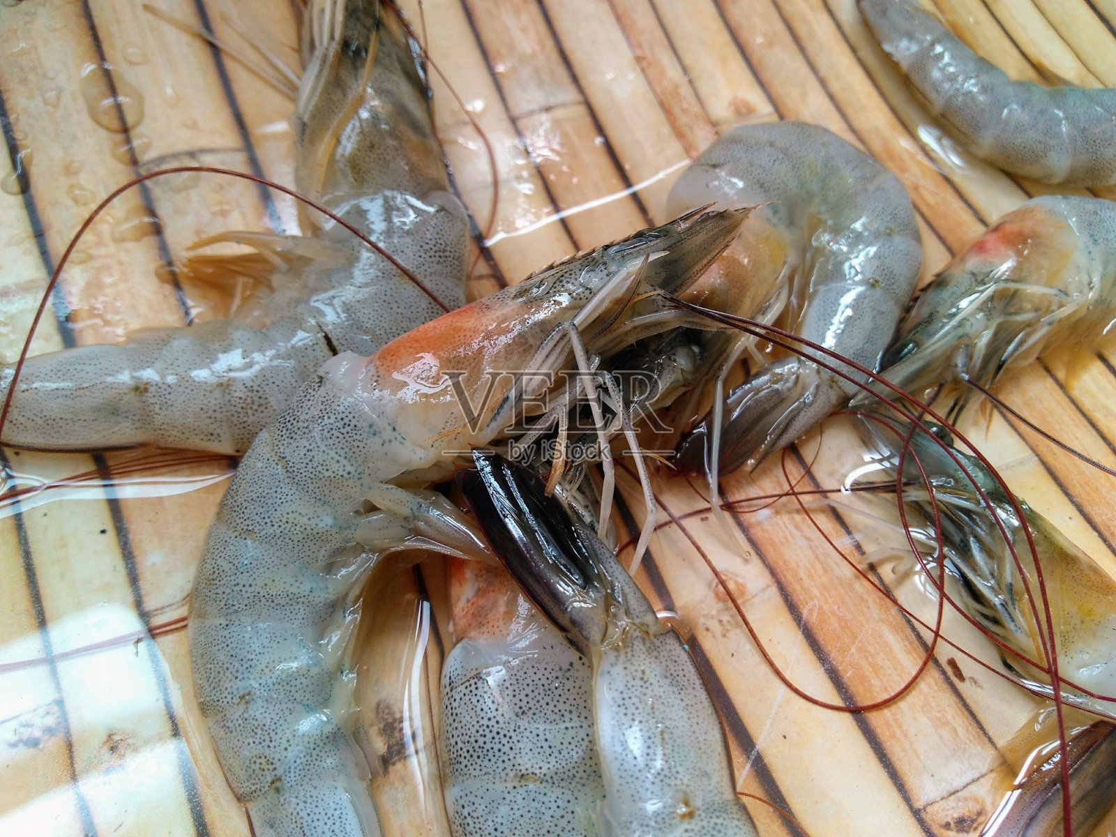 虾照片摄影图片