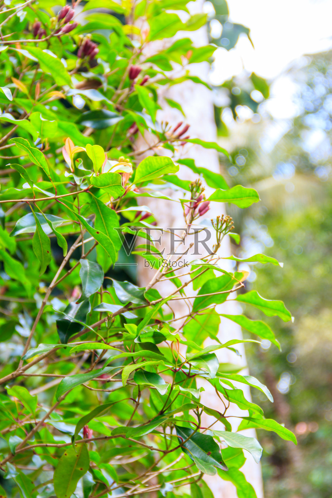 一种丁香树,生长在坦桑尼亚桑给巴尔的香料农场中,花蕾芳香照片摄影图片